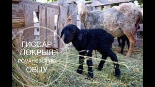 Гиссар покрыл романовскую овцу, смотрите что получилось?