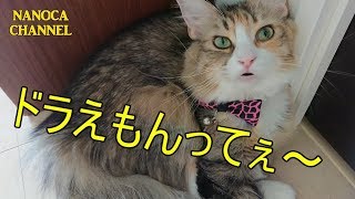 【おしゃべりな猫 #006】人に話したくなる おもしろい 雑学 豆知識 ドラえもんの真実 Norwegian Forest Cat ノルウェージャンフォレストキャット NANOCA