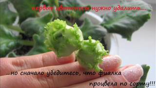 Секреты обильного цветения и выращивания фиалок  /сенполий/