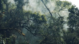 Chill Out Lounge Music Mix 01 (Jungle Background Screensaver)
