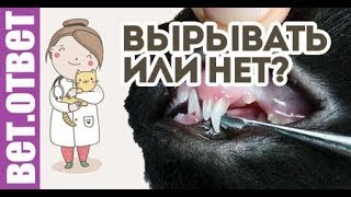 Когда вырывать молочные клыки собаки? ВетОтвет 25-2