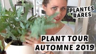? PLANT TOUR #1| MA COLLECTION DE PLANTES D'INTÉRIEUR