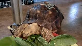 リクガメ専門店トータス・スタイル　ケヅメリクガメ飼い込み個体恐らくメス、販売開始致しました！