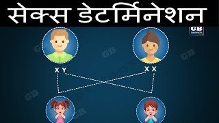 मनुष्यों में लिंग निर्धारण |Heredity and evolution |class 10th biology | biology Xth |ncert class 10