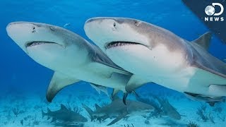 Why Are Sharks Losing Their Appetite?