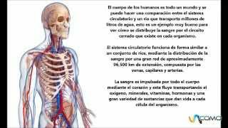 El sistema circulatorio humano