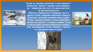 Презентация птицы весной. Презентация для дошкольников