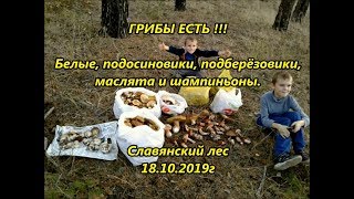 ГРИБЫ ЕСТЬ !!! Белые, подосиновики, подберёзовики, маслята и шампиньоны  Славянский лес 18 10 2019г