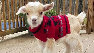 Cute goat video