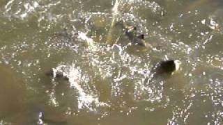 Electro fishing Chinook Salmon on the Credit River Ontario