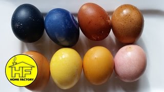 Bojanje jaja prirodnim bojama - eksperiment