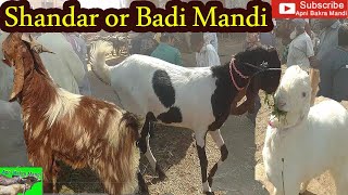 Goat Market Shandar Bakra Mandi Video 2020 Livestock Market