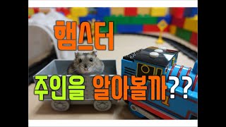 햄스터는 주인을 알아볼까? ハムスターは主人を見分けるか