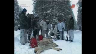 Охота на волка