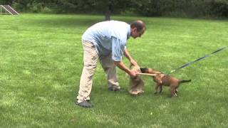Red Star Malinois puppy (male)