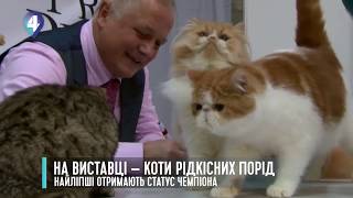 МІЖНАРОДНА ВИСТАВКА КОТІВ В КИЄВІ
