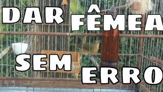 Dar FÊMEA Sem ERRO COLEIRO E PAPA CAPIM
