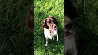 Reizangel Training, Antijagd Training, Kleiner Münsterländer