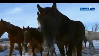 Конный завод Орловский Фаворит.  2 часть