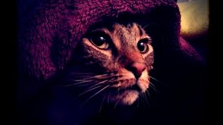 КОШКИ-МЫШКИ - ЖЕСТОКОЕ ВИДЕО :(