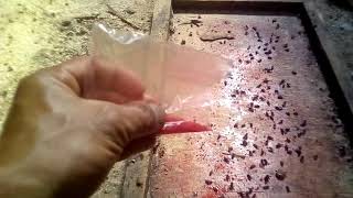 039 cara ternak ayam ll obat pembasmi lalat