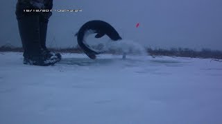 Ловля  Щуки на "дурилки" 16.12.2017 Саратов-Энгельс.Заливы Волги.