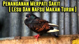 Cara Menangani Merpati Sakit - Lesu & Nafsu Makan Turun