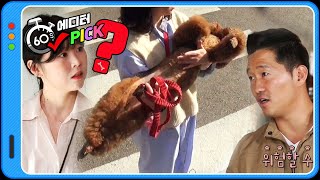 [60초 에디터Pick] (개벌떡) 프로눕방견 1초 만에 조련하는 Dog통령 매직☆