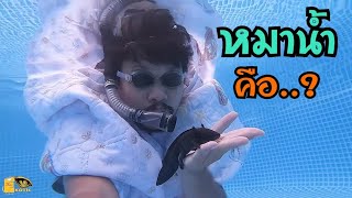 หมาน้ำ Axolotl สัตว์เลี้ยงสุด Cool...