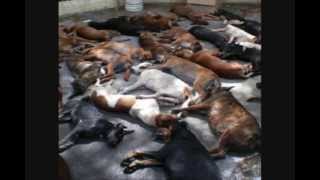 Help Stop Dog Abuse in Romania