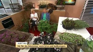 Så får du blommor som trivs på balkongen - Nyhetsmorgon (TV4)