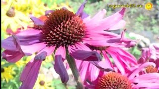 Любимые летники: гелиотроп, вербена, лобелия. Хобби Михаила Охина