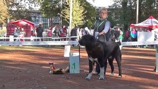 Выставка алабаев. СПб 24.09.2016. Чемпион - кобель.