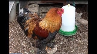 My Backyard Workshop Pet Rooster & Hens.