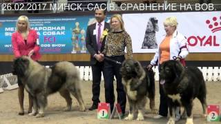 26.02.2017 МИНСК, ВЫСТАВКА CACIB, КАВКАЗСКИЕ ОВЧАРКИ. www.r-risk.ru +7 (926)2205603 ТАТЬЯНА ЯГОДКИНА