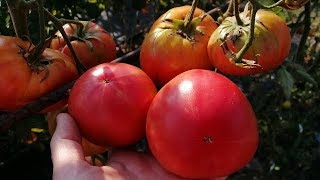 ?? ТОМАТ БАБУШКИН СЕКРЕТ. Обзор сорта