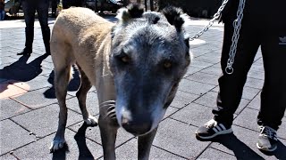 GERÇEK SİVAS KANGAL KÖPEĞİ !! ORJİNAL KANGAL KÖPEKLERİ NASIL OLUR - BARIŞ ÇİÇEK PANTER KANGAL DOGS