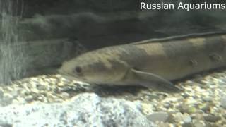 Змееголов Channa argus Northern snakehead