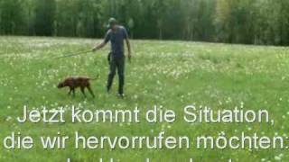 Reizangeltraining mit Vizsla Kyra