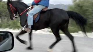 aravani horse-αραβανι αλογο