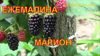 Ежемалина  Марион (Marionberry).