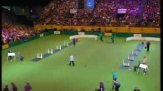 crufts 2008 Flyball finale