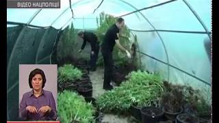 Правоохоронці виявили наркоплантацію на острові на Дніпрі