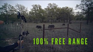 Sarah Shoots Free Range Texas Hog W/ Her Bow | Bowmar Bowhunting |
