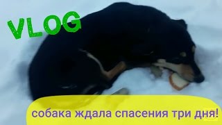 VLOG:  Замерзающая собака ждала спасения трое суток! ШОКОВАЯ история! Жёсткое видео!