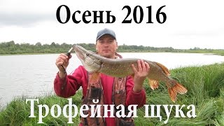 Рыбалка осень 2016 / Трофейная щука 4,7 кг на троллинг (Рыболовный дневник®)