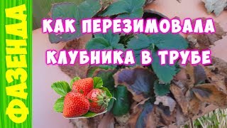 Клубника в трубе после зимовки !!!
