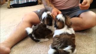 8 week old Shih Tzu Puppies learn some basic obedience