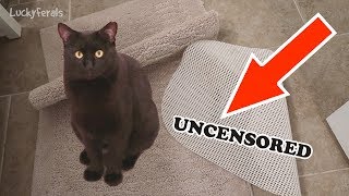 Boo Day 325 [Uncensored] - Another Messed Up Rug, Mail Time, and Boo Eating Closer To The Cats