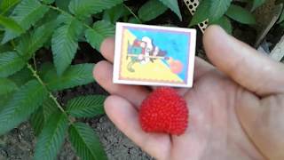 Розоволистная малина мяу-мяу (плодоношение)